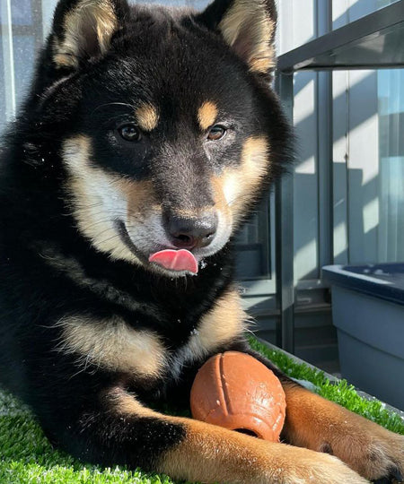 SodaPup-jouet-interactif-pour-chien-chiot-football-us