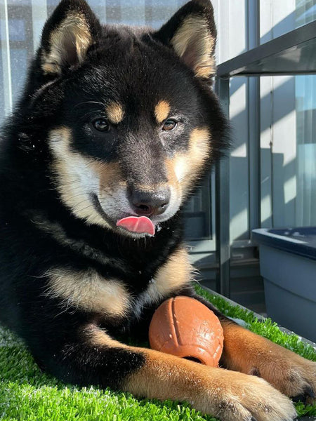 SodaPup-jouet-interactif-pour-chien-chiot-football-us