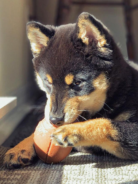 SodaPup-jouet-interactif-pour-chien-chiot-football-us