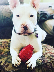 SodaPup-jouet-interactif-pour-chien-chiot-grenade-rouge-k9