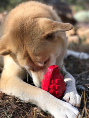 SodaPup-jouet-interactif-pour-chien-chiot-grenade-rouge-k9