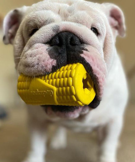 SodaPup-jouet-interactif-pour-chien-chiot-mais
