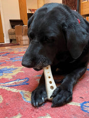 SodaPup-jouet-interactif-pour-chien-chiot-os-nylon