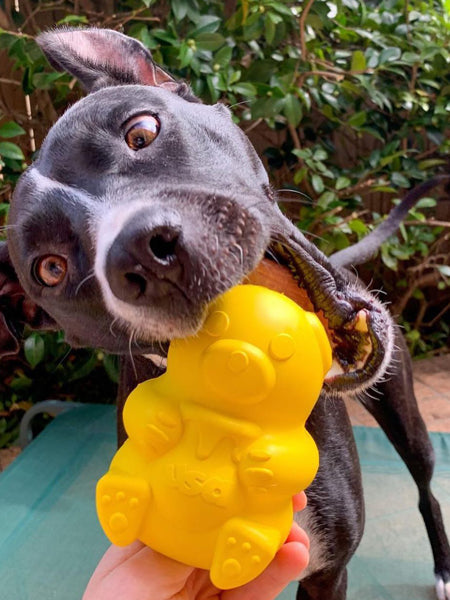 SodaPup-jouet-interactif-pour-chien-chiot-ourson-miel