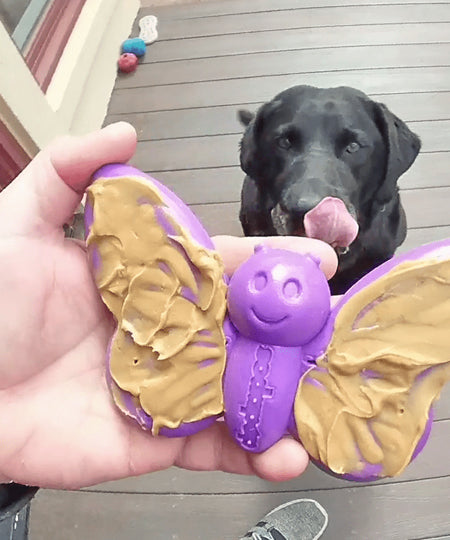 SodaPup-jouet-interactif-pour-chien-chiot-papillon