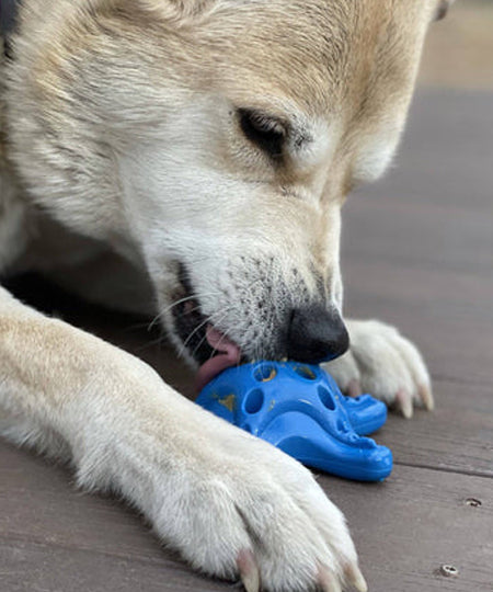 SodaPup-jouet-interactif-pour-chien-chiot-resistant-etoile-mer-bleu