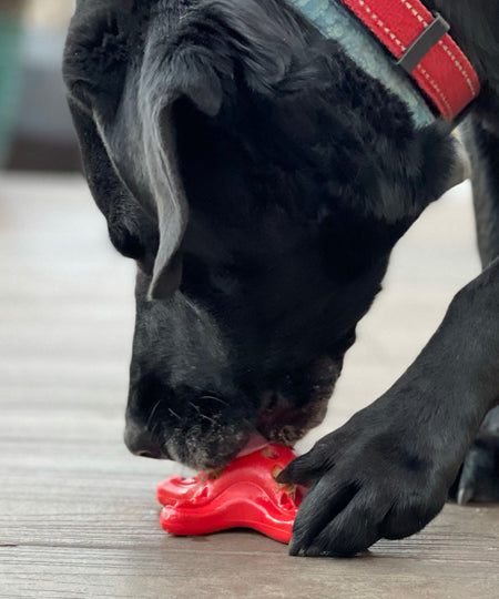 SodaPup-jouet-interactif-pour-chien-chiot-resistant-etoile-mer-rouge