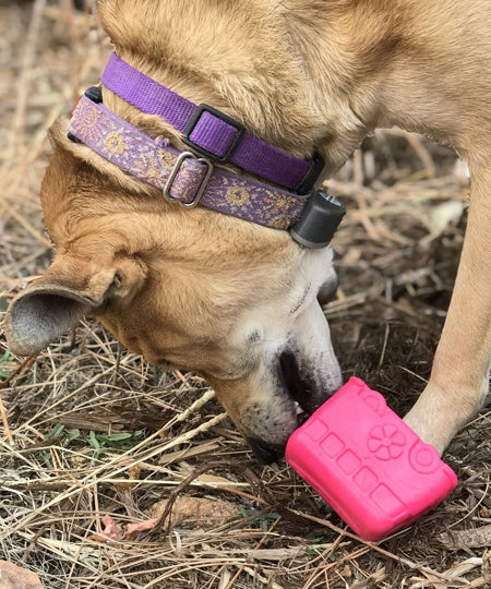 SodaPup-jouet-interactif-pour-chien-chiot-van-rose