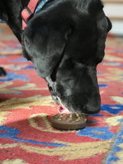 Big-Spoon-Roaster-combo-beurre-cacahuete-jouet-lechage-Sodapup-chien