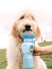 Springer-gourde-distributeur-eau-voyage-chien-bleu