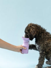 Springer-gourde-distributeur-eau-voyage-chien-violet