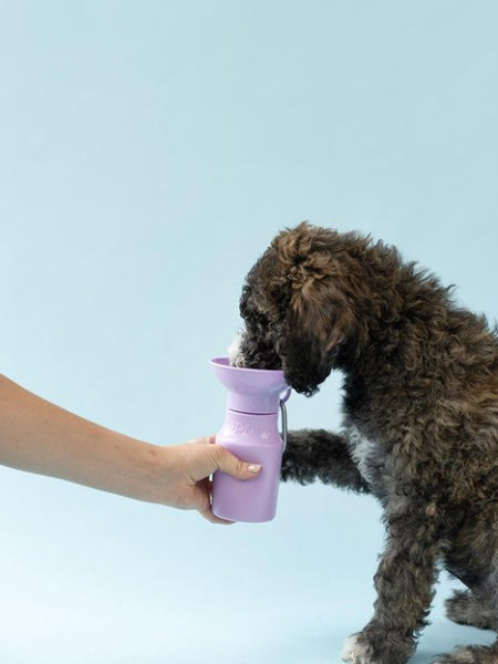 Springer-gourde-distributeur-eau-voyage-chien-violet