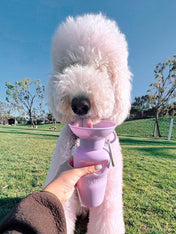 Springer-gourde-distributeur-eau-voyage-chien-violet