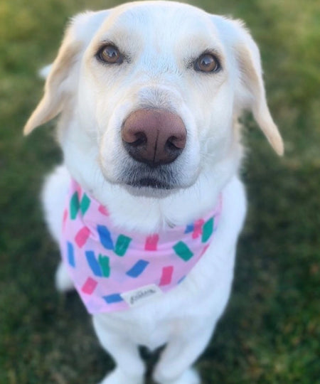 The-Paws-bandana-pour-chien-Funfetti