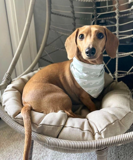The-Paws-bandana-pour-chien-Surf