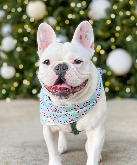 The-Paws-bandana-pour-chien-candyland-bleu