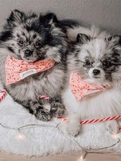 The-Paws-bandana-pour-chien-candyland-rose