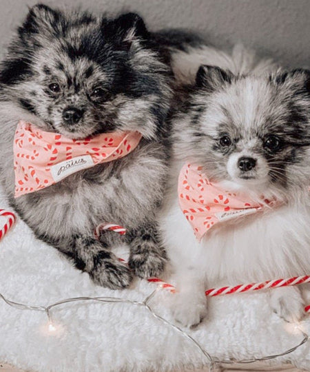 The-Paws-bandana-pour-chien-candyland-rose