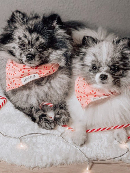 The-Paws-bandana-pour-chien-candyland-rose