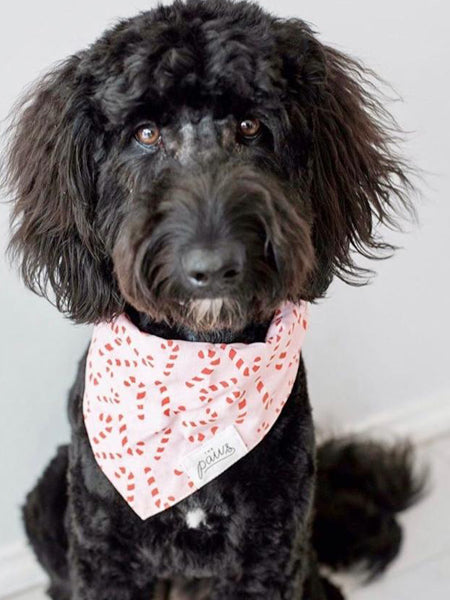 The-Paws-bandana-pour-chien-candyland-rose