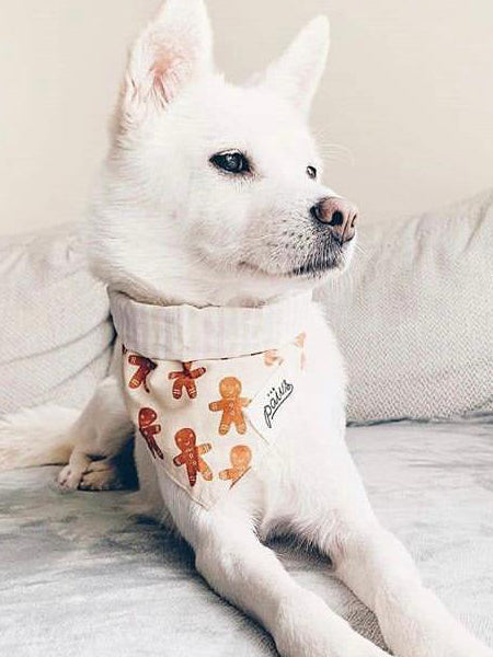 The-Paws-bandana-pour-chien-pain-epice