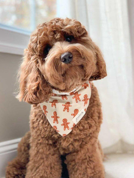The-Paws-bandana-pour-chien-pain-epice