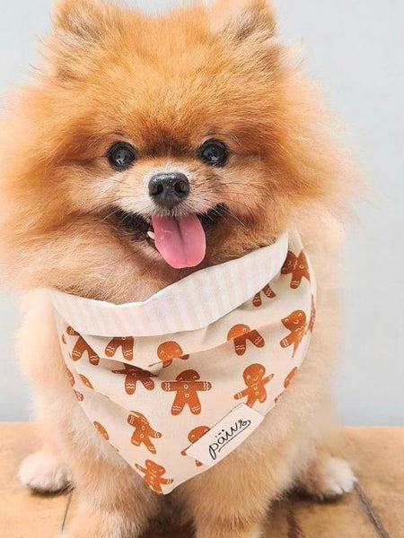 The-Paws-bandana-pour-chien-pain-epice