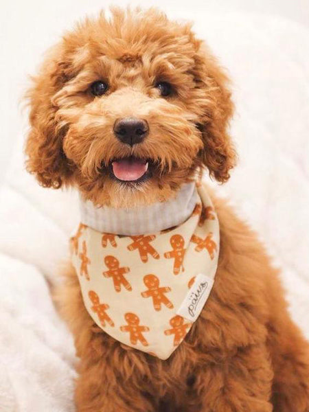 The-Paws-bandana-pour-chien-pain-epice