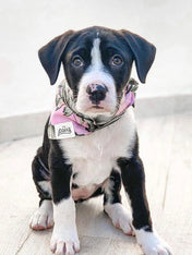 The-Paws-bandana-pour-chien-splash-of-pink