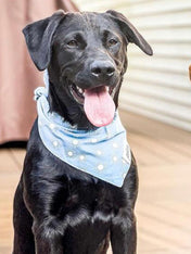 The-Paws-bandana-pour-chien-sunday