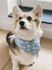 The-Paws-bandana-pour-chien-sunday