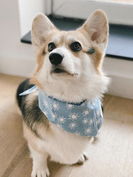 The-Paws-bandana-pour-chien-sunday