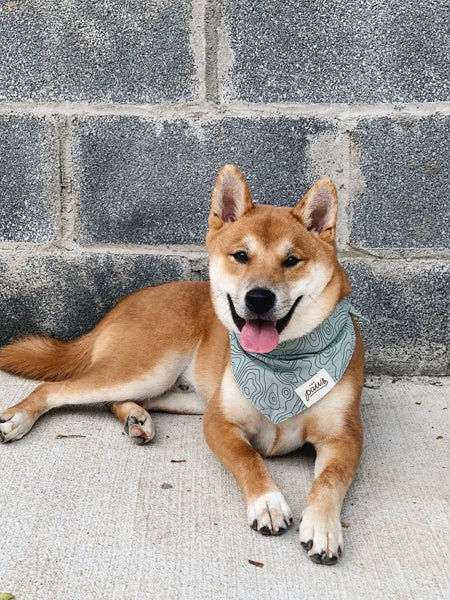 The-Paws-bandana-pour-chien-trail
