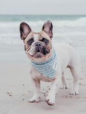The-Paws-bandana-pour-chien-vague