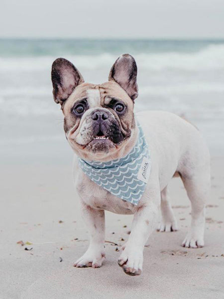 The-Paws-bandana-pour-chien-vague