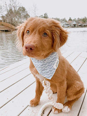 The-Paws-bandana-pour-chien-vague