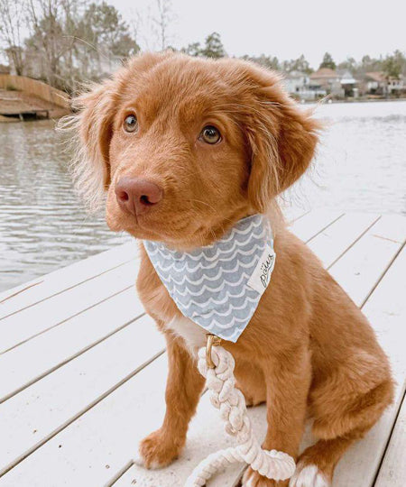 The-Paws-bandana-pour-chien-vague