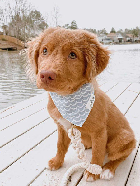 The-Paws-bandana-pour-chien-vague
