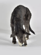 United-pets-jouet-latex-chien-happy-farm-nora-mouton