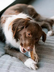 Whimzees-friandises-batonnet-stick-pour-chien-Stix