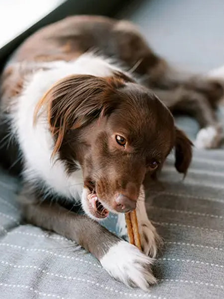 Whimzees-friandises-batonnet-stick-pour-chien-Stix