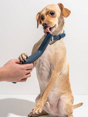 Wild-one-accessoire-chien-design-baton-bolt-bite-bleu