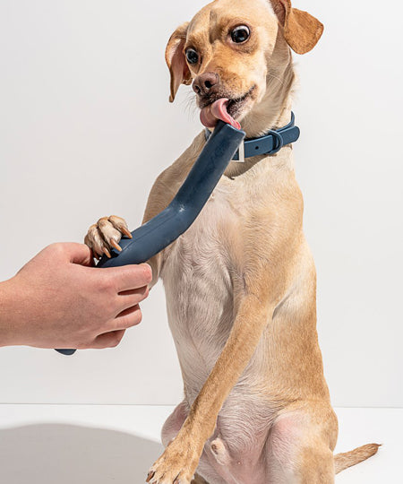 Wild-one-accessoire-chien-design-baton-bolt-bite-bleu