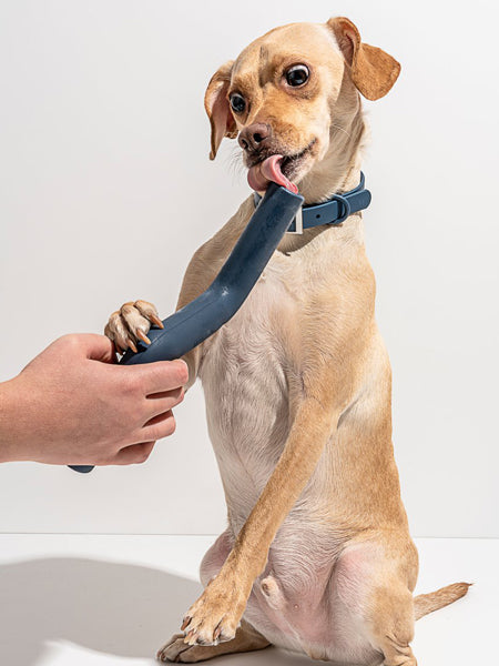 Wild-one-accessoire-chien-design-baton-bolt-bite-bleu