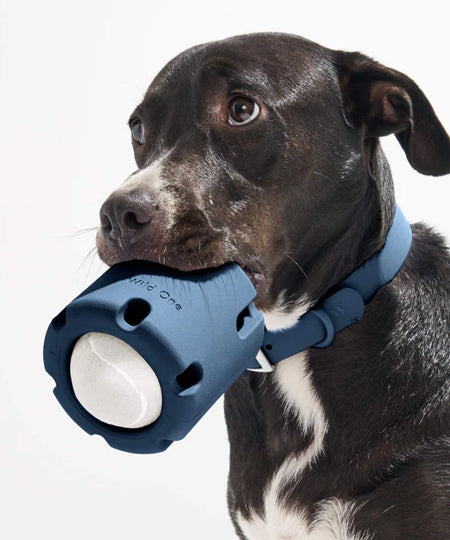 Jouet interactif pour chien - Tennis Tumble - Bleu - inooko