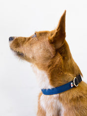 Wildebeest-collier-de-qualite-pour-chien-bleu