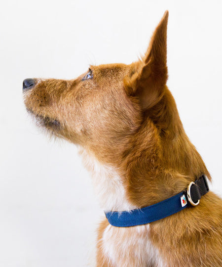 Wildebeest-collier-de-qualite-pour-chien-bleu