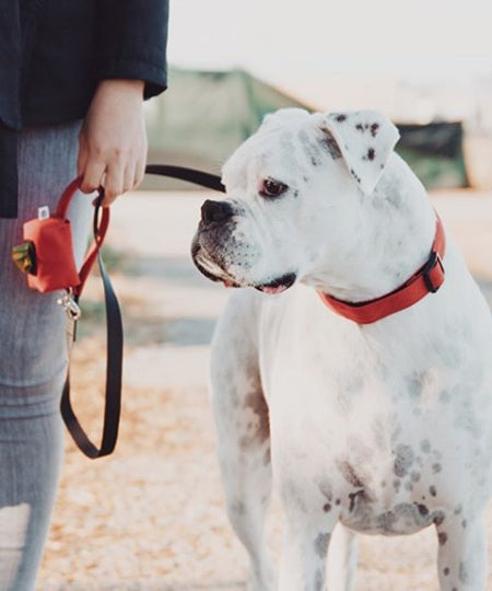 Wildebeest-collier-de-qualite-pour-chien-rougeWildebeest-collier-de-qualite-pour-chien-rouge