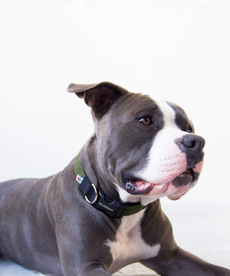 Wildebeest-collier-de-qualite-pour-chien-vert