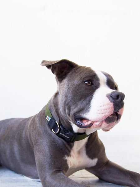 Wildebeest-collier-de-qualite-pour-chien-vert